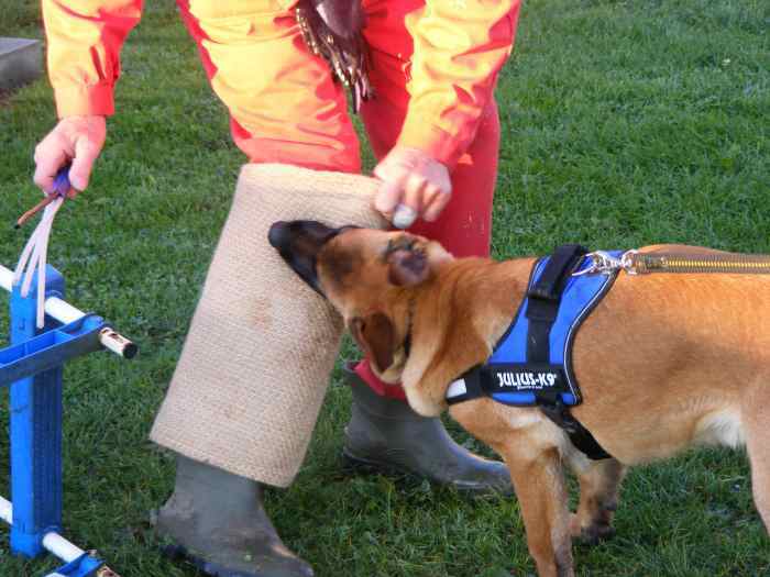 chiot berger malinois de 7 mois