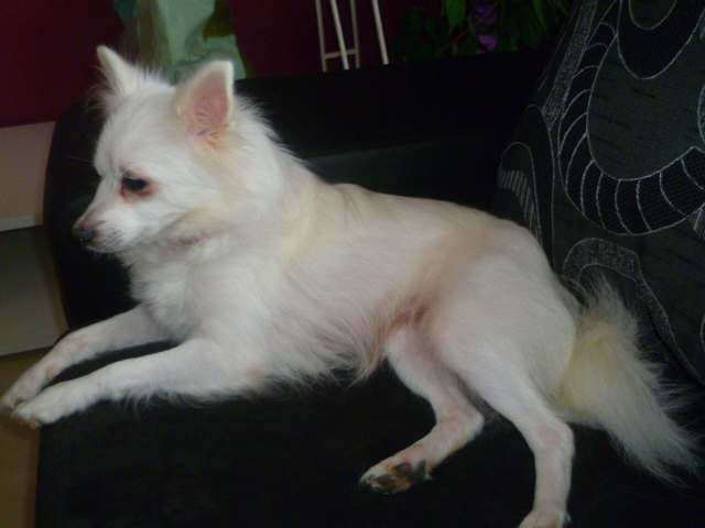 a vendre spitz (loulou de pomeranie)