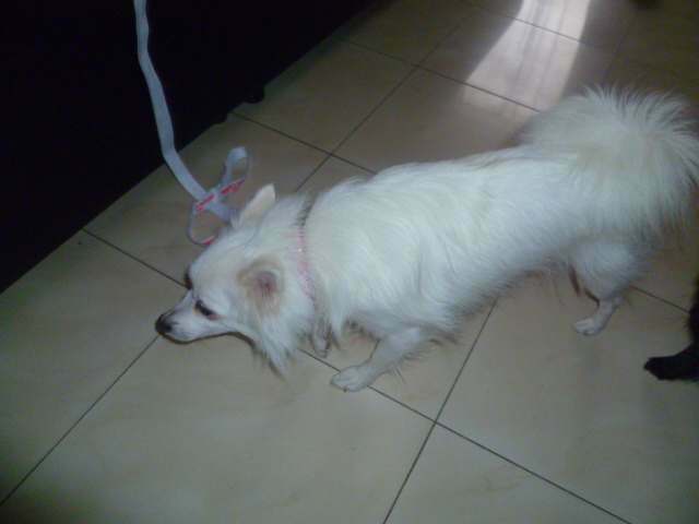 a vendre spitz (loulou de pomeranie)