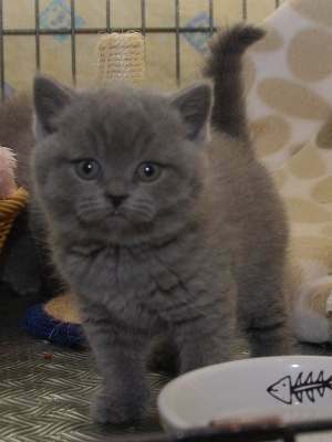 Super chaton Britanique a donner