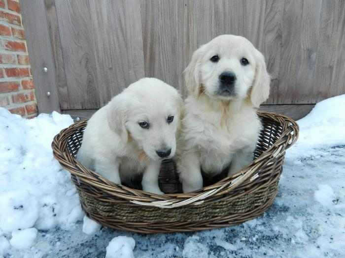 Adorable chiot Golden Retriever - mâle