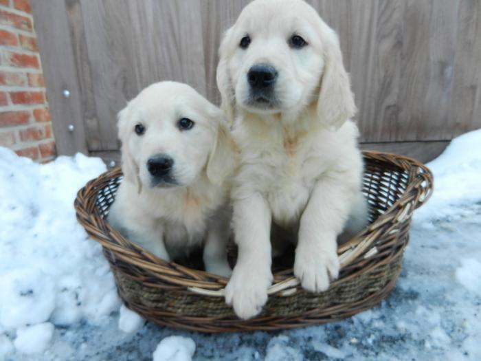 Adorable chiot Golden Retriever - mâle