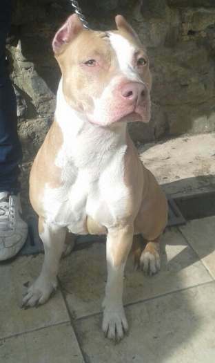 pitbull rednose