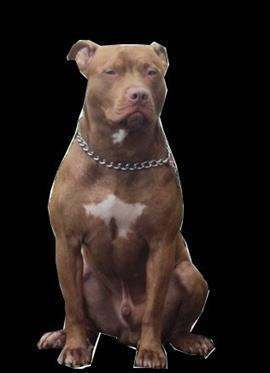 pitbull rednose