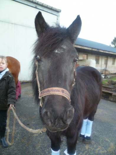 Violette, jolie & gentille ponette de 8 ans