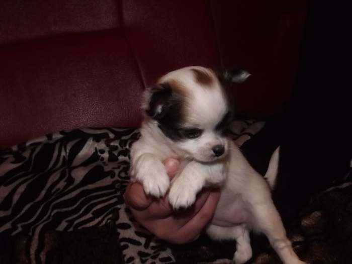 a vendre chiot chihuahua