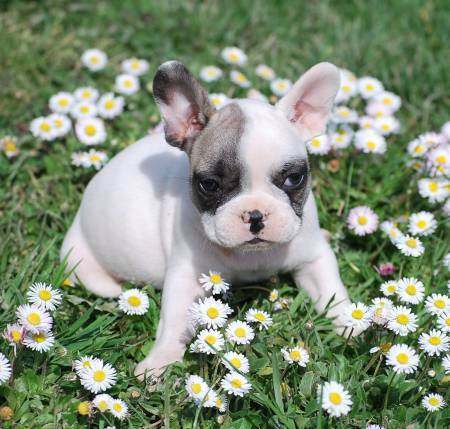 Magnifique bouledogue français mâle non lof a donner