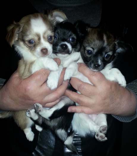 chihuahua a vendre