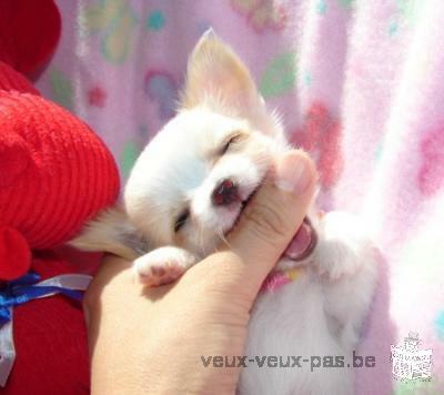 Chiot Chihuahua a donner