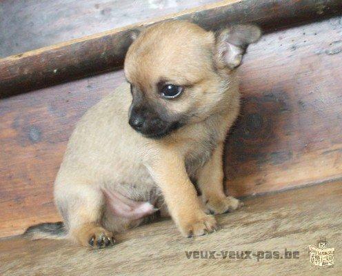 Chiot chihuahua