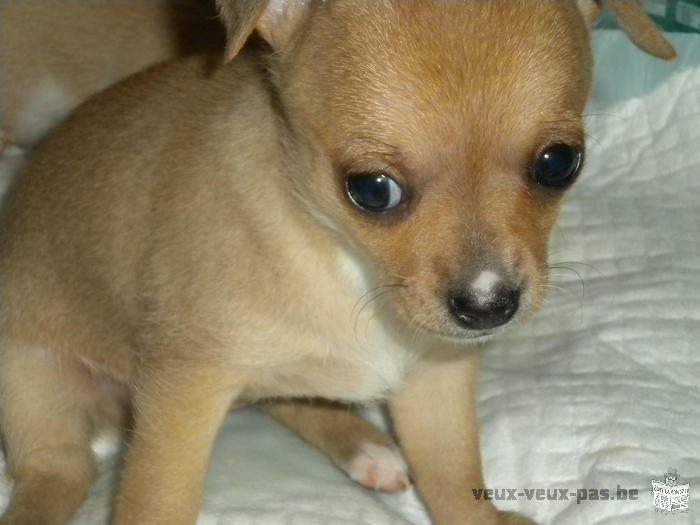 chiots chihuahua