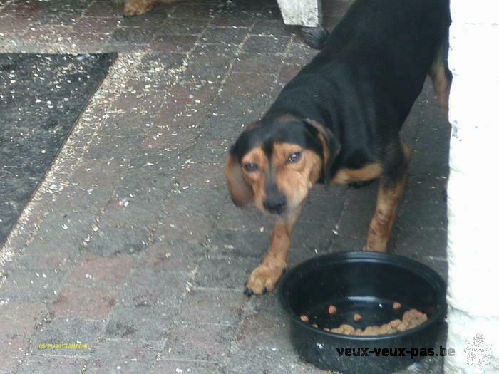 chien beagle a donner