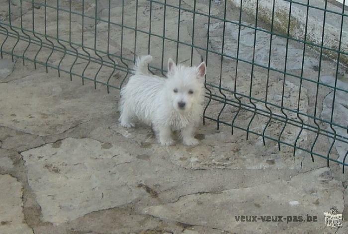 chiots type westie (non LOF)