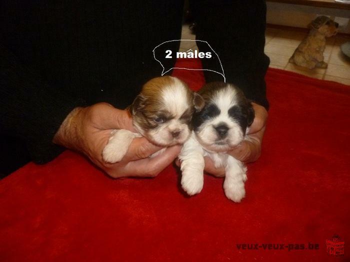 a reserver chiot shih tzu