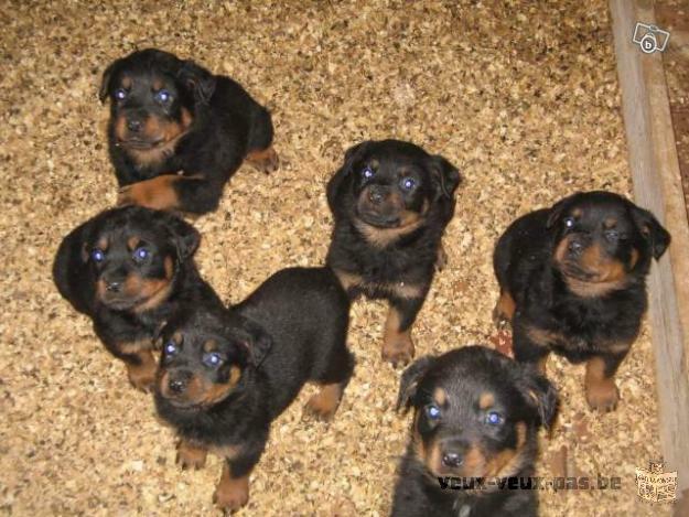 Chiots de race rottweiler maintenant disponible