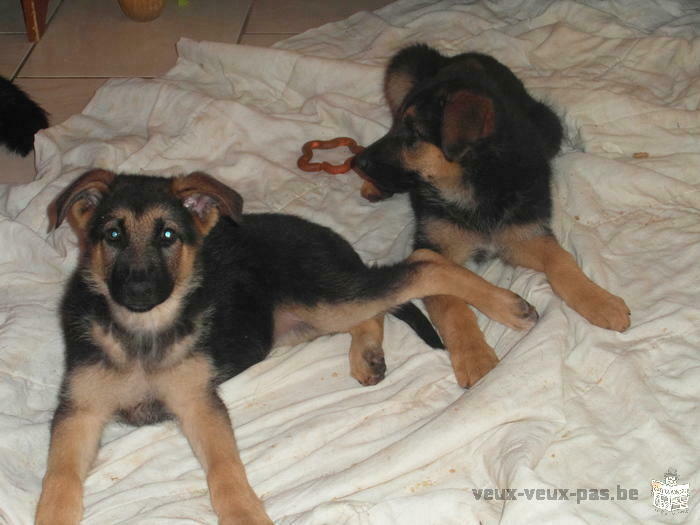 chiots berger allemand