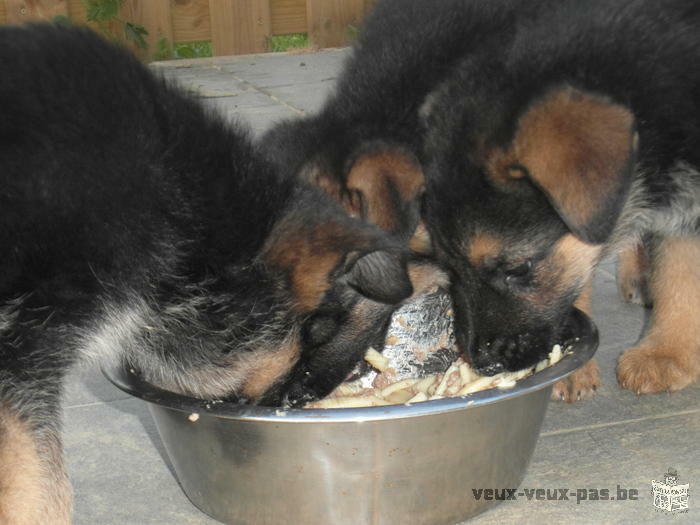 chiots berger allemand