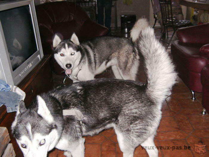 husky a donner