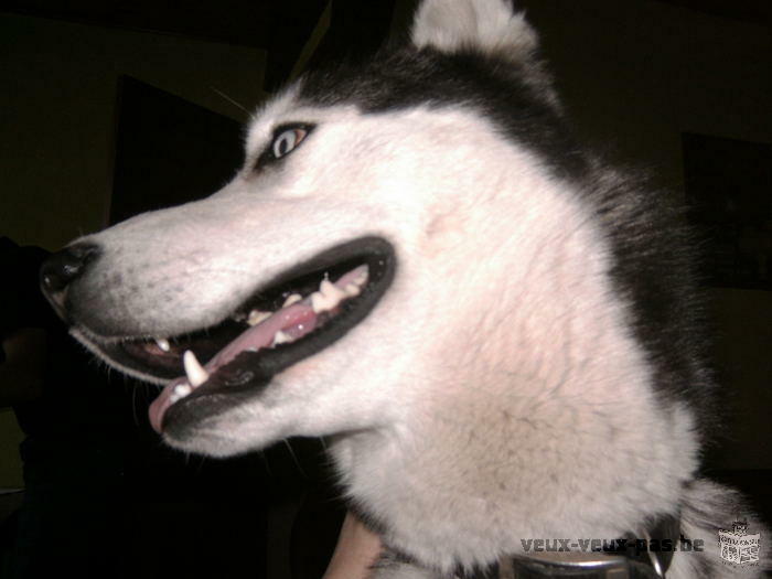 husky a donner