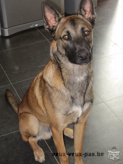 Berger Malinois à vendre