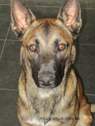 Berger Malinois à vendre