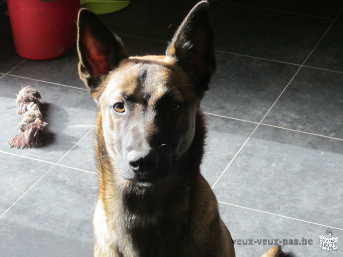 Berger Malinois à vendre