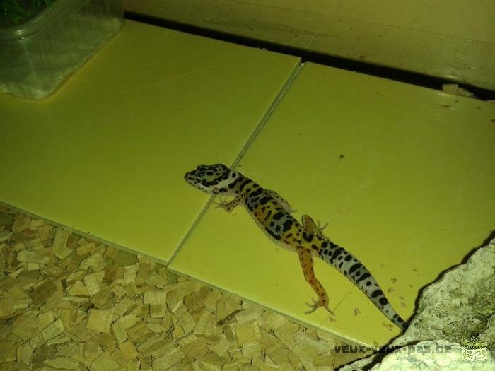 geckos leopart