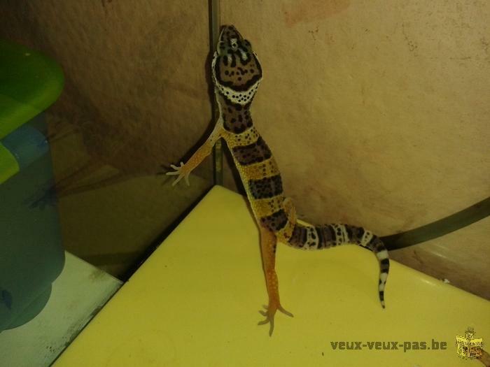 geckos leopart