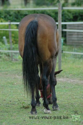 Quarter Horse brown