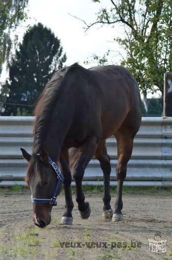 Quarter Horse brown