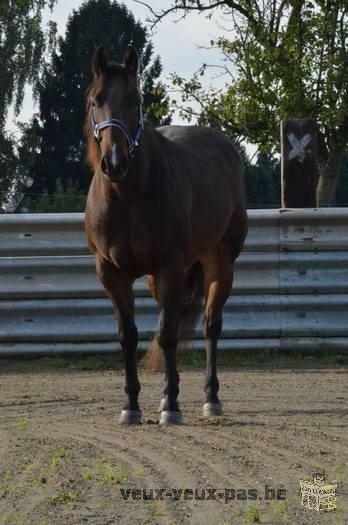 Quarter Horse brown