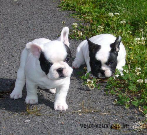 Bouledogue femelles Français‏