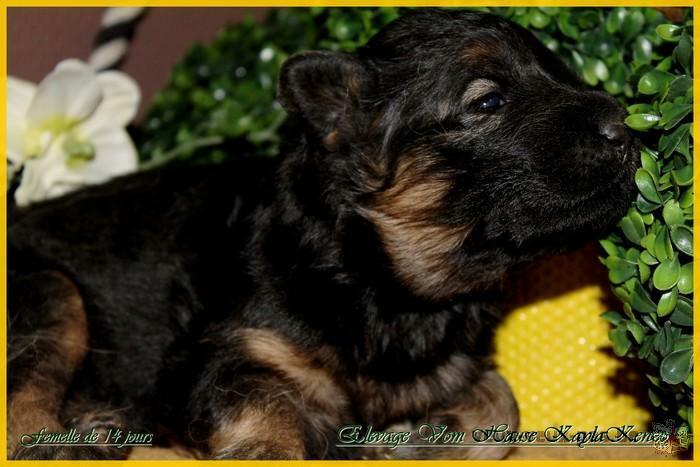 Chiots Berger Allemand à réserver