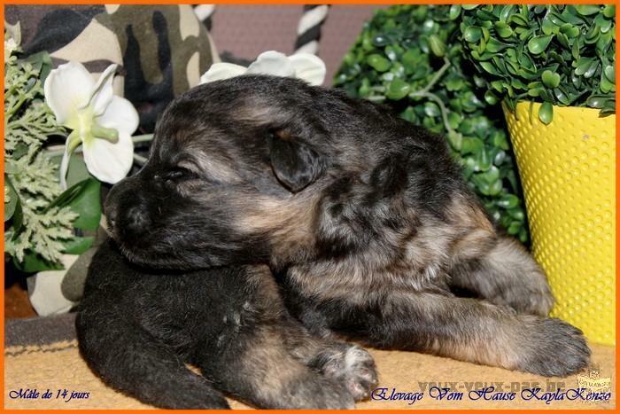 Chiots Berger Allemand à réserver