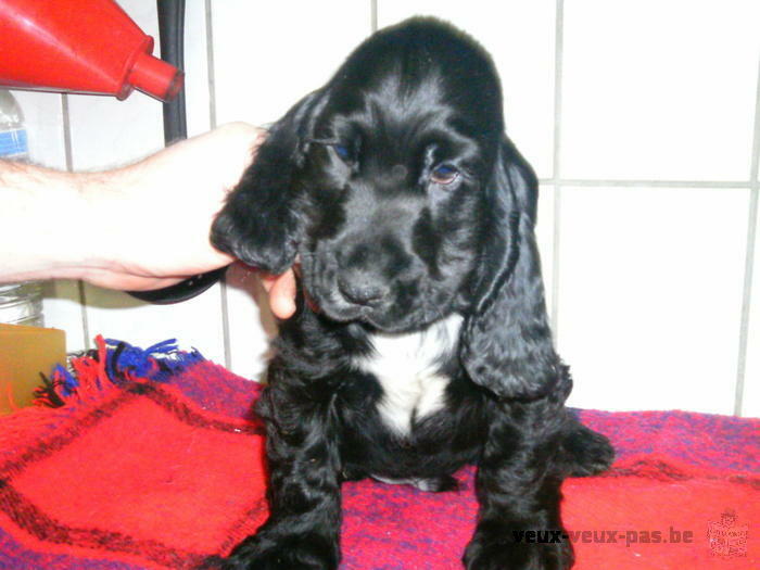 chiots cocker anglais