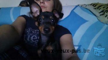 Chiots pinscher nain a vendre