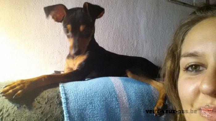 Chiots pinscher nain a vendre