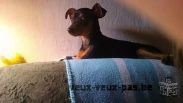 Chiots pinscher nain a vendre