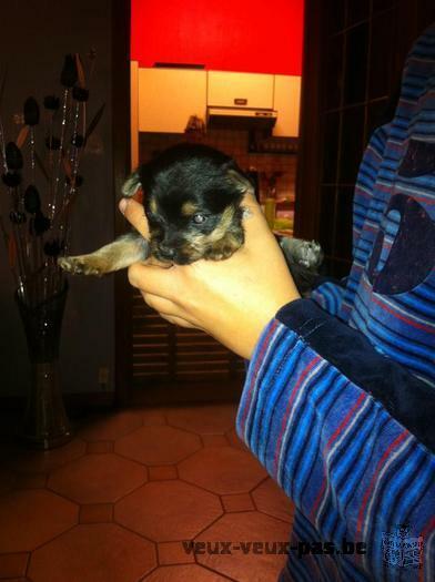 Chiots Chihuahua croisé YorkShire A VENDRE