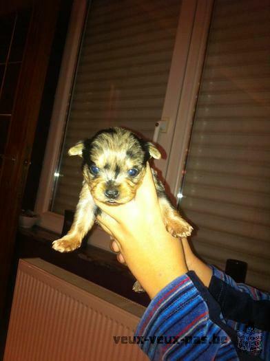 Chiots Chihuahua croisé YorkShire A VENDRE