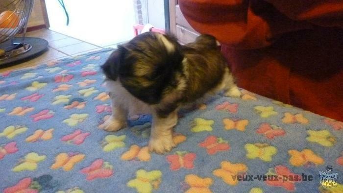 a reserver chiot shih tzu