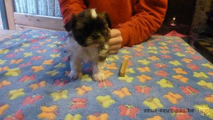 a reserver chiot shih tzu