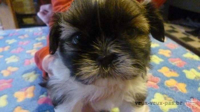 a reserver chiot shih tzu