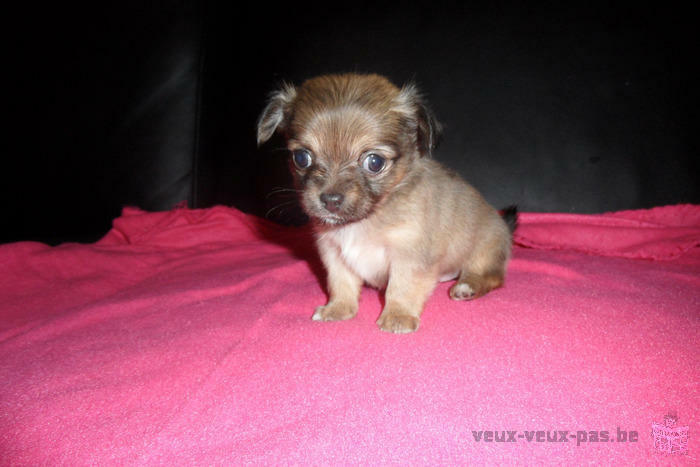 chihuahua chiots femelle à vendre