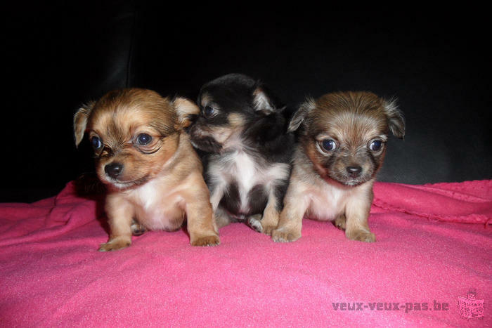 chihuahua chiots femelle à vendre