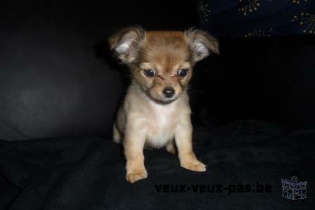 chihuahua chiots femelle à vendre