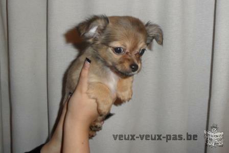 chihuahua chiots femelle à vendre