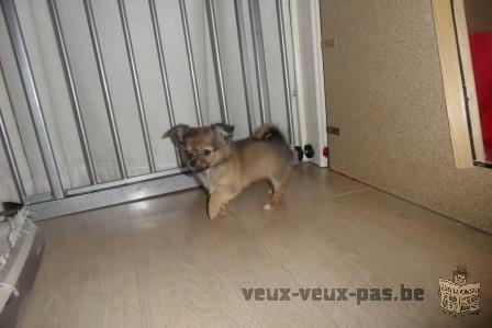 chihuahua chiots femelle à vendre