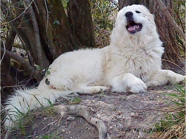 chienne montagne des pyrenees lof