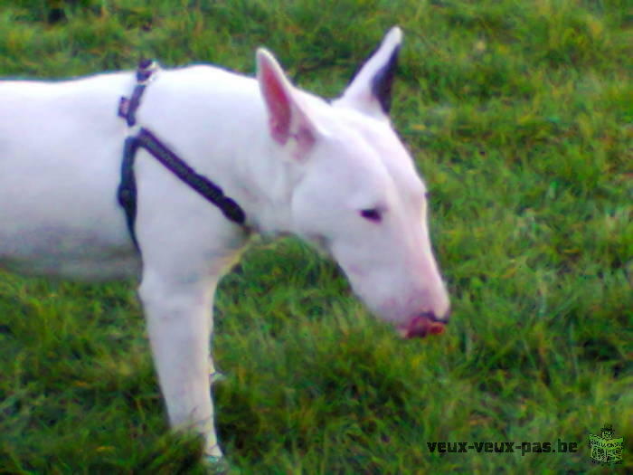 kira bull terrier